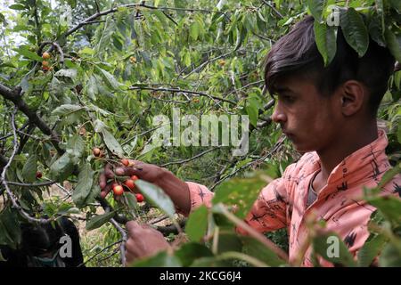 Un garçon cachemiri plânait des cerises dans un jardin à la périphérie de Srinagar, en Inde, administrait le Cachemire le 17 juin 2021. Les travailleurs des jardins travaillent comme des Paris quotidiens et à leurs services coûtent 500 INR (6,73 USD) par jour. (Photo de Muzamil Mattoo/NurPhoto) Banque D'Images