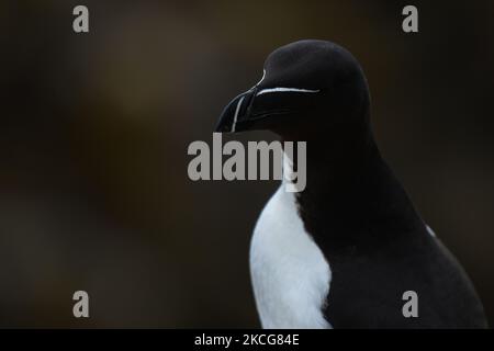 Razorbill vu pendant la saison de reproduction sur l'île Great Saltee. Les îles Saltee sont composées de deux petites îles inhabitées au large de la côte sud-est de l'Irlande. Les îles sont un paradis pour les oiseaux de mer et un terrain de reproduction pour fulmar, gannet, shag, kittiwake, guillemot, razorbill et les macareux, qui se trouvent sur une route migratoire importante, sont un point d'arrêt populaire pour les oiseaux migrateurs du printemps et de l'automne. Le vendredi 18 juin 2021, à Great Saltee, Saltee Islands, comté de Wexford, Irlande. (Photo par Artur Widak/NurPhoto) Banque D'Images