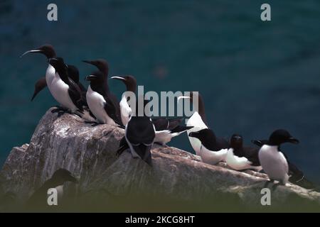 Razorbills et Guillemots vus pendant la saison de reproduction sur l'île Great Saltee. Les îles Saltee sont composées de deux petites îles inhabitées au large de la côte sud-est de l'Irlande. Les îles sont un paradis pour les oiseaux de mer et un terrain de reproduction pour fulmar, gannet, shag, kittiwake, guillemot, razorbill et les macareux, qui se trouvent sur une route migratoire importante, sont un point d'arrêt populaire pour les oiseaux migrateurs du printemps et de l'automne. Le vendredi 18 juin 2021, à Great Saltee, Saltee Islands, comté de Wexford, Irlande. (Photo par Artur Widak/NurPhoto) Banque D'Images