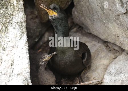 Des chags européens vus pendant la saison de reproduction sur l'île Great Saltee. Les îles Saltee sont composées de deux petites îles inhabitées au large de la côte sud-est de l'Irlande. Les îles sont un paradis pour les oiseaux de mer et un terrain de reproduction pour fulmar, gannet, shag, kittiwake, guillemot, razorbill et les macareux, qui se trouvent sur une route migratoire importante, sont un point d'arrêt populaire pour les oiseaux migrateurs du printemps et de l'automne. Le vendredi 18 juin 2021, à Great Saltee, Saltee Islands, comté de Wexford, Irlande. (Photo par Artur Widak/NurPhoto) Banque D'Images