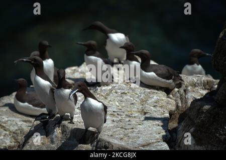 Guillemots tenant un poisson en cache vu pendant la saison de reproduction sur l'île Great Saltee. Les îles Saltee sont composées de deux petites îles inhabitées au large de la côte sud-est de l'Irlande. Les îles sont un paradis pour les oiseaux de mer et un terrain de reproduction pour fulmar, gannet, shag, kittiwake, guillemot, razorbill et les macareux, qui se trouvent sur une route migratoire importante, sont un point d'arrêt populaire pour les oiseaux migrateurs du printemps et de l'automne. Le vendredi 18 juin 2021, à Great Saltee, Saltee Islands, comté de Wexford, Irlande. (Photo par Artur Widak/NurPhoto) Banque D'Images