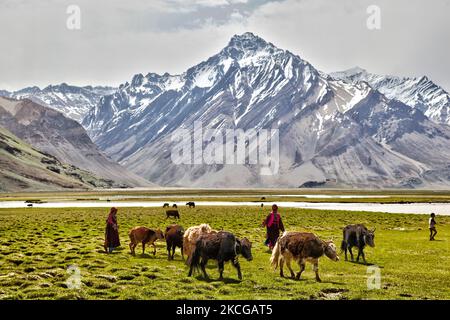 Ladakhi femmes herding dzos et dzomos dans un petit village à Zanskar, Ladakh, Jammu et Cachemire, Inde. Un dzo est un croisement hybride entre un yak et une vache domestique et un dzomo est la contrepartie femelle. (Photo de Creative Touch Imaging Ltd./NurPhoto) Banque D'Images