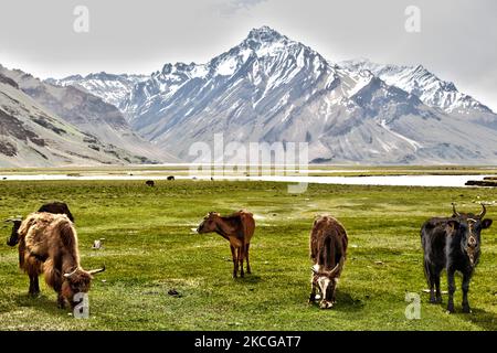 Dzos et dzomos paître dans une vallée par un petit village à Zanskar, Ladakh, Jammu et Cachemire, Inde. Un dzo est un croisement hybride entre un yak et une vache domestique et un dzomo est la contrepartie femelle. (Photo de Creative Touch Imaging Ltd./NurPhoto) Banque D'Images