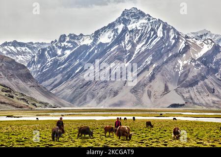 Ladakhi femmes herding dzos et dzomos dans un petit village à Zanskar, Ladakh, Jammu et Cachemire, Inde. Un dzo est un croisement hybride entre un yak et une vache domestique et un dzomo est la contrepartie femelle. (Photo de Creative Touch Imaging Ltd./NurPhoto) Banque D'Images