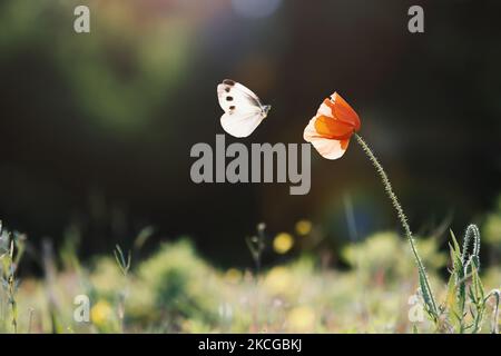 Les fleurs de pavot rouge qui fleurissent dans le champ de la saison fraîche osciller dans le vent, et de beaux papillons blancs de chou volent vers les fleurs. Banque D'Images