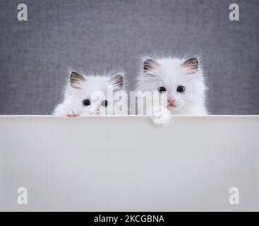 Deux ragdolls, un joli chaton blanc avec une expression surprise, mettent leurs pattes sur leurs pieds et les regardant dans une posture mignonne. Banque D'Images