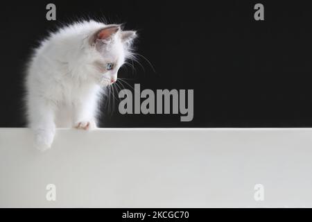 Mignon petit chat ragdoll regardant vers le bas et jouant avec fond noir et petit chat méchant Banque D'Images