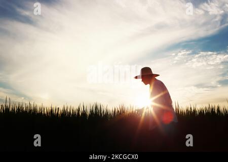 Les céréales de riz, de blé et d'orge mûrissent en automne, dans les champs de riz et les paysages de champs et dans les champs de ferme et de coucher de soleil Banque D'Images