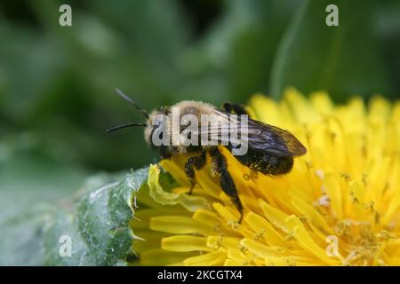 Gros plan d'une abeille (bombus) pollinisant une fleur de pissenlit (Taraxacum) à Toronto, Ontario, Canada. (Photo de Creative Touch Imaging Ltd./NurPhoto) Banque D'Images