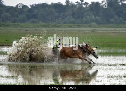 Course de bétail pendant un sport de Moichara dans le village de Bantra, 24 au sud Pargana, Bengale occidental, Inde, 04 juillet, 2021. L'Inde, une nation agro-économique, accueille et célèbre la saison de récolte comme un gala. Et depuis plus de décennies, les villages de Canning participent avec ferveur à la célébration d'un festival unique qui porte le nom de 'Moichara'. Le but principal de cette race de bétail est de tester la capacité des taureaux avant le début de la culture dans la saison des pluies et d'augmenter la fertilité des terres. Moichara a généralement lieu à la fin de juin ou au début de juillet. Les agriculteurs locaux décident Banque D'Images