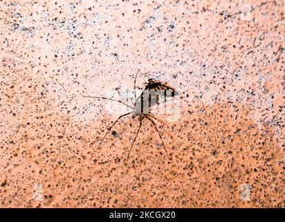 Les araignées à tronc d'arbre (famille des Hersiliidae) sont une famille tropicale et subtropicale d'araignées (photo de Soumyabrata Roy/NurPhoto) Banque D'Images