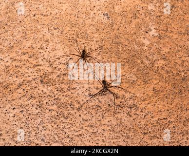 Les araignées à tronc d'arbre (famille des Hersiliidae) sont une famille tropicale et subtropicale d'araignées (photo de Soumyabrata Roy/NurPhoto) Banque D'Images