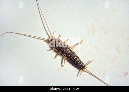 Gros plan d'un Silverfish commun (Lepisma saccharina) à Toronto, Ontario, Canada. (Photo de Creative Touch Imaging Ltd./NurPhoto) Banque D'Images