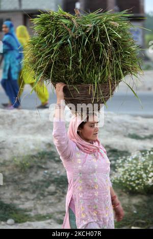 La femme musulmane cachemiri porte un grand panier rempli d'herbe sur sa tête au Cachemire, en Inde, sur 24 juin 2010. L'herbe sera utilisée pour le fourrage des animaux. (Photo de Creative Touch Imaging Ltd./NurPhoto) Banque D'Images