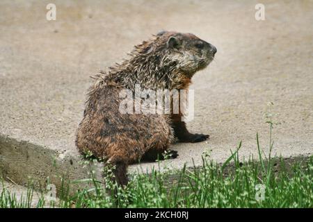 Le marmotte (Marmota monax) recherche de la nourriture après une tempête en Ontario, au Canada, sur 09 juin 2008. (Photo de Creative Touch Imaging Ltd./NurPhoto) Banque D'Images