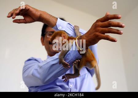 Un bébé singe jouant avec Snake Rescuer Vijay Yadav qui a récemment sauvé ce bébé singe blessé après qu'il a été Seperated de sa mère dans la ville d'Ajmer, Rajasthan, Inde le 07 juillet 2021. (Photo par Himanshu Sharma/NurPhoto) Banque D'Images