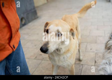 Les chiens errants demandent l'attention des gens dans la rue. Banque D'Images