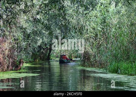 Le boatman de Kashmiri navigue sur son petit bateau à travers la croissance dense dans les eaux du lac Nagin à Srinagar, Cachemire, Inde, sur 26 juin 2010. (Photo de Creative Touch Imaging Ltd./NurPhoto) Banque D'Images