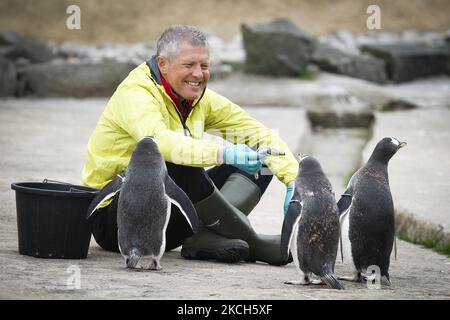 PHOTO DU DOSSIER datée du 03/05/21 du leader libéral démocrate écossais Willie Rennie jouant avec un groupe de pingouins au zoo d'Édimbourg sur 3 mai 2021 à Édimbourg, en Écosse. Willie Rennie a annoncé qu'il allait rester à la tête des libéraux-démocrates écossais après avoir occupé ce poste pendant plus de dix ans. (Photo par Ewan Bootman/NurPhoto) Banque D'Images