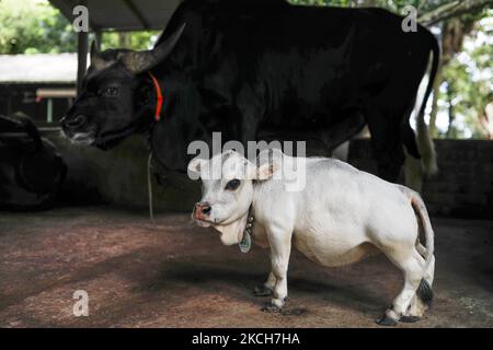 Une vache naine nommée Rani est photographiée dans une ferme alors que le propriétaire espère battre le record de la plus petite vache du monde à Nabinagar, à la périphérie de Dhaka, au Bangladesh, sur 13 juillet 2021. (Photo de Kazi Salahuddin Razu/NurPhoto) Banque D'Images