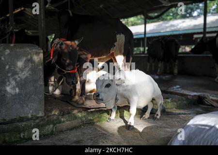 Une vache naine nommée Rani est photographiée dans une ferme alors que le propriétaire espère battre le record de la plus petite vache du monde à Nabinagar, à la périphérie de Dhaka, au Bangladesh, sur 13 juillet 2021. (Photo de Kazi Salahuddin Razu/NurPhoto) Banque D'Images