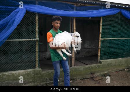 Une vache naine nommée Rani est photographiée dans une ferme alors que le propriétaire espère battre le record de la plus petite vache du monde à Nabinagar, à la périphérie de Dhaka, au Bangladesh, sur 13 juillet 2021. (Photo de Kazi Salahuddin Razu/NurPhoto) Banque D'Images