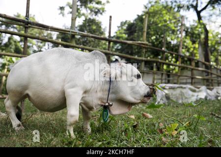 Une vache naine nommée Rani est photographiée dans une ferme alors que le propriétaire espère battre le record de la plus petite vache du monde à Nabinagar, à la périphérie de Dhaka, au Bangladesh, sur 13 juillet 2021. (Photo de Kazi Salahuddin Razu/NurPhoto) Banque D'Images