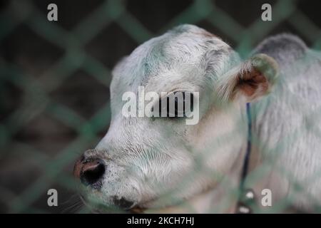 Une vache naine nommée Rani est photographiée dans une ferme alors que le propriétaire espère battre le record de la plus petite vache du monde à Nabinagar, à la périphérie de Dhaka, au Bangladesh, sur 13 juillet 2021. (Photo de Kazi Salahuddin Razu/NurPhoto) Banque D'Images