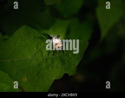 Une araignée Lynx femelle (Oxyopidae, une famille d'araignées araneomorphes) a produit un sac d'oeufs plat de cocon semblable à une toile de silken sur le bord de la feuille et se gardant sur ses oeufs jusqu'à l'éclosion à Tehatta, Bengale occidental, Inde sur 14 juillet 2021. (Photo de Soumyabrata Roy/NurPhoto) Banque D'Images