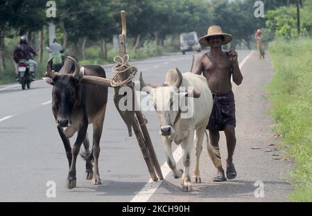 Un agriculteur de village est vu avec ses taureaux et ses instruments de labour alors qu'il est en route vers son champ de paddy agricole pour des travaux agricoles après la pluie de mousson en aval de la périphérie de l'état indien est de Bhubaneswar, la capitale de l'Odisha (photo par STR/NurPhoto) Banque D'Images