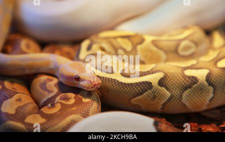 Pythons blancs élevés à pied spécialement élevés lors d'une exposition exotique des éleveurs de reptiles tenue à Mississauga, Ontario, Canada, on 19 septembre 2010. (Photo de Creative Touch Imaging Ltd./NurPhoto) Banque D'Images