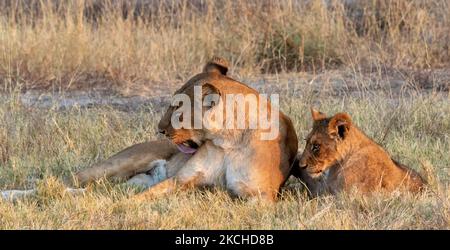 Lionne et cub couchés ensemble dans l'herbe Banque D'Images