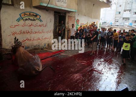 Les Palestiniens regardent les bouchers massacrer un veau le premier jour de la fête musulmane d'Eid al-Adha dans la ville de Gaza, sur 20 juillet 2021. Les musulmans du monde entier célèbrent Eid al-Adha pour marquer la fin du hadj en abattant des moutons, des chèvres, des vaches et des chameaux pour commémorer la volonté du prophète Abraham de sacrifier son fils Ismail sur le commandement de Dieu. (Photo de Majdi Fathi/NurPhoto) Banque D'Images