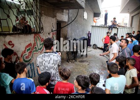 Les Palestiniens regardent les bouchers massacrer un veau le premier jour de la fête musulmane d'Eid al-Adha dans la ville de Gaza, sur 20 juillet 2021. Les musulmans du monde entier célèbrent Eid al-Adha pour marquer la fin du hadj en abattant des moutons, des chèvres, des vaches et des chameaux pour commémorer la volonté du prophète Abraham de sacrifier son fils Ismail sur le commandement de Dieu. (Photo de Majdi Fathi/NurPhoto) Banque D'Images