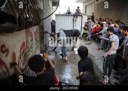 Les Palestiniens regardent les bouchers massacrer un veau le premier jour de la fête musulmane d'Eid al-Adha dans la ville de Gaza, sur 20 juillet 2021. Les musulmans du monde entier célèbrent Eid al-Adha pour marquer la fin du hadj en abattant des moutons, des chèvres, des vaches et des chameaux pour commémorer la volonté du prophète Abraham de sacrifier son fils Ismail sur le commandement de Dieu. (Photo de Majdi Fathi/NurPhoto) Banque D'Images