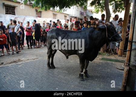 Les Palestiniens regardent les bouchers massacrer un veau le premier jour de la fête musulmane d'Eid al-Adha dans la ville de Gaza, sur 20 juillet 2021. Les musulmans du monde entier célèbrent Eid al-Adha pour marquer la fin du hadj en abattant des moutons, des chèvres, des vaches et des chameaux pour commémorer la volonté du prophète Abraham de sacrifier son fils Ismail sur le commandement de Dieu. (Photo de Majdi Fathi/NurPhoto) Banque D'Images