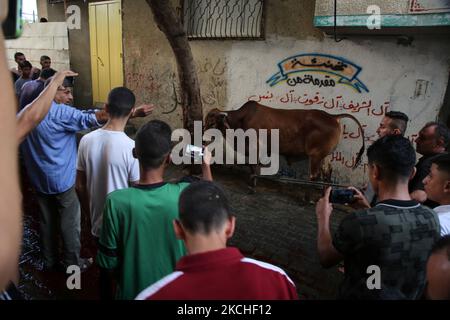 Les Palestiniens regardent les bouchers massacrer un veau le premier jour de la fête musulmane d'Eid al-Adha dans la ville de Gaza, sur 20 juillet 2021. Les musulmans du monde entier célèbrent Eid al-Adha pour marquer la fin du hadj en abattant des moutons, des chèvres, des vaches et des chameaux pour commémorer la volonté du prophète Abraham de sacrifier son fils Ismail sur le commandement de Dieu. (Photo de Majdi Fathi/NurPhoto) Banque D'Images