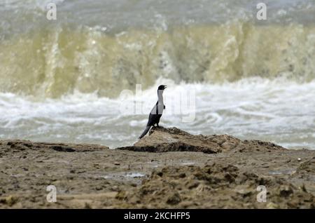 Un oiseau se trouve sur la rive de l'Ajay à Bolpur, Bengale-Occidental, Inde, 17 juillet 2021. La rivière Ajay est une rivière importante dans le Jharkhand et le Bengale occidental. Il provient des collines basses près de Deoghar dans le district de Santhal Pargana de Jhakhand et coule dans une direction sud-est en passant par le district de Monghyr et les districts de Birbhum et de Burdwan du Bengale occidental. En fin de compte, la rivière tombe dans la rivière Bhagirathi à Katwa à environ 216 km au-dessus de Kolkata. (Photo par Indranil Aditya/NurPhoto) Banque D'Images