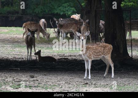 Cerf tacheté dans une enceinte de zoo dans le zoo d'État d'Assam à Guwahati sur 21 juillet, 2021 (photo par Anuwar Hazarika/NurPhoto) Banque D'Images