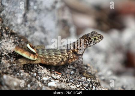 Lézard à queue cariole (Leiocephalus carinatus) à Guardalavaca, Cuba. (Photo de Creative Touch Imaging Ltd./NurPhoto) Banque D'Images