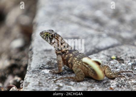 Lézard à queue cariole (Leiocephalus carinatus) à Guardalavaca, Cuba. (Photo de Creative Touch Imaging Ltd./NurPhoto) Banque D'Images
