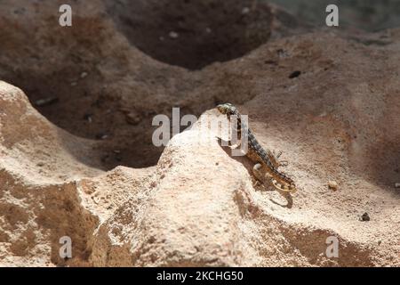 Lézard à queue cariole (Leiocephalus carinatus) à Guardalavaca, Cuba. (Photo de Creative Touch Imaging Ltd./NurPhoto) Banque D'Images