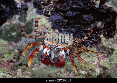 De gros crabes se baladent le long des rochers au bord de l'océan à Guardalavaca, Cuba. (Photo de Creative Touch Imaging Ltd./NurPhoto) Banque D'Images