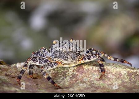 De gros crabes se baladent le long des rochers au bord de l'océan à Guardalavaca, Cuba. (Photo de Creative Touch Imaging Ltd./NurPhoto) Banque D'Images