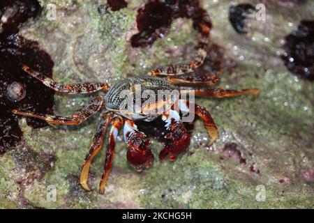 De gros crabes se baladent le long des rochers au bord de l'océan à Guardalavaca, Cuba. (Photo de Creative Touch Imaging Ltd./NurPhoto) Banque D'Images