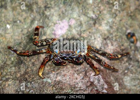 Crabes qui se baladent le long des rochers au bord de l'océan à Guardalavaca, Cuba. (Photo de Creative Touch Imaging Ltd./NurPhoto) Banque D'Images