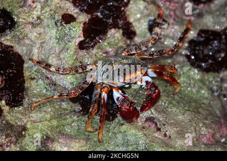 De gros crabes se baladent le long des rochers au bord de l'océan à Guardalavaca, Cuba. (Photo de Creative Touch Imaging Ltd./NurPhoto) Banque D'Images