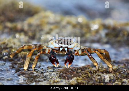 Crabes qui se baladent le long des rochers au bord de l'océan à Guardalavaca, Cuba. (Photo de Creative Touch Imaging Ltd./NurPhoto) Banque D'Images