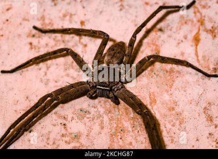 Les araignées Huntsman (Heteropoda venatoria) sont une espèce d'araignées de la famille des Sparassidae. Les araignées sont connues sous ce nom en raison de leur vitesse et de leur mode de chasse. Il est originaire des régions tropicales du monde. Ses noms communs incluent l'araignée de crabe géant ou l'araignée de canne. Une araignée de Huntsman femelle est dans une maison dans la soirée à Tehatta, Bengale-Occidental; Inde le 20/07/2021. (Photo de Soumyabrata Roy/NurPhoto) Banque D'Images