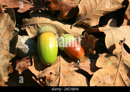 Des acornes colorés (quercus) se trouvent sur des feuilles de chêne séchées en automne à Gatineau, Québec, Canada. (Photo de Creative Touch Imaging Ltd./NurPhoto) Banque D'Images